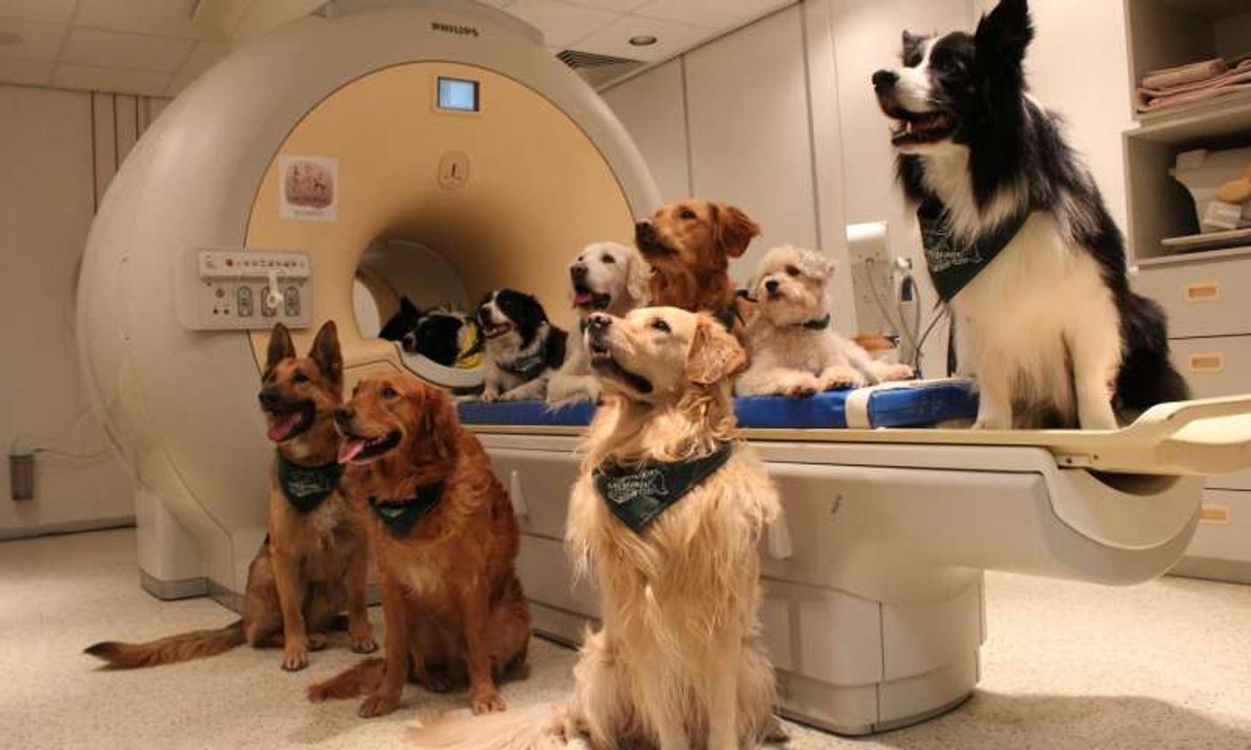 Dogs pose for a photo next to the fMRI machine used to measure their brain activity.