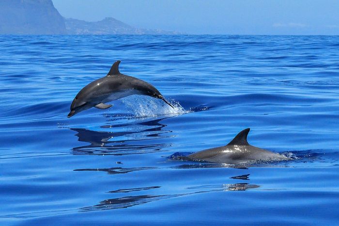 Dolphins are a type of marine animal, and they navigate the sea similarly to other marine animals.