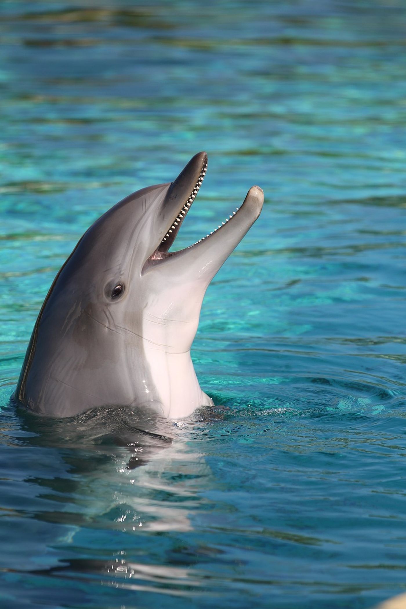 Male dolphins might be able to increase their odds of mating by presenting the female with a gift.