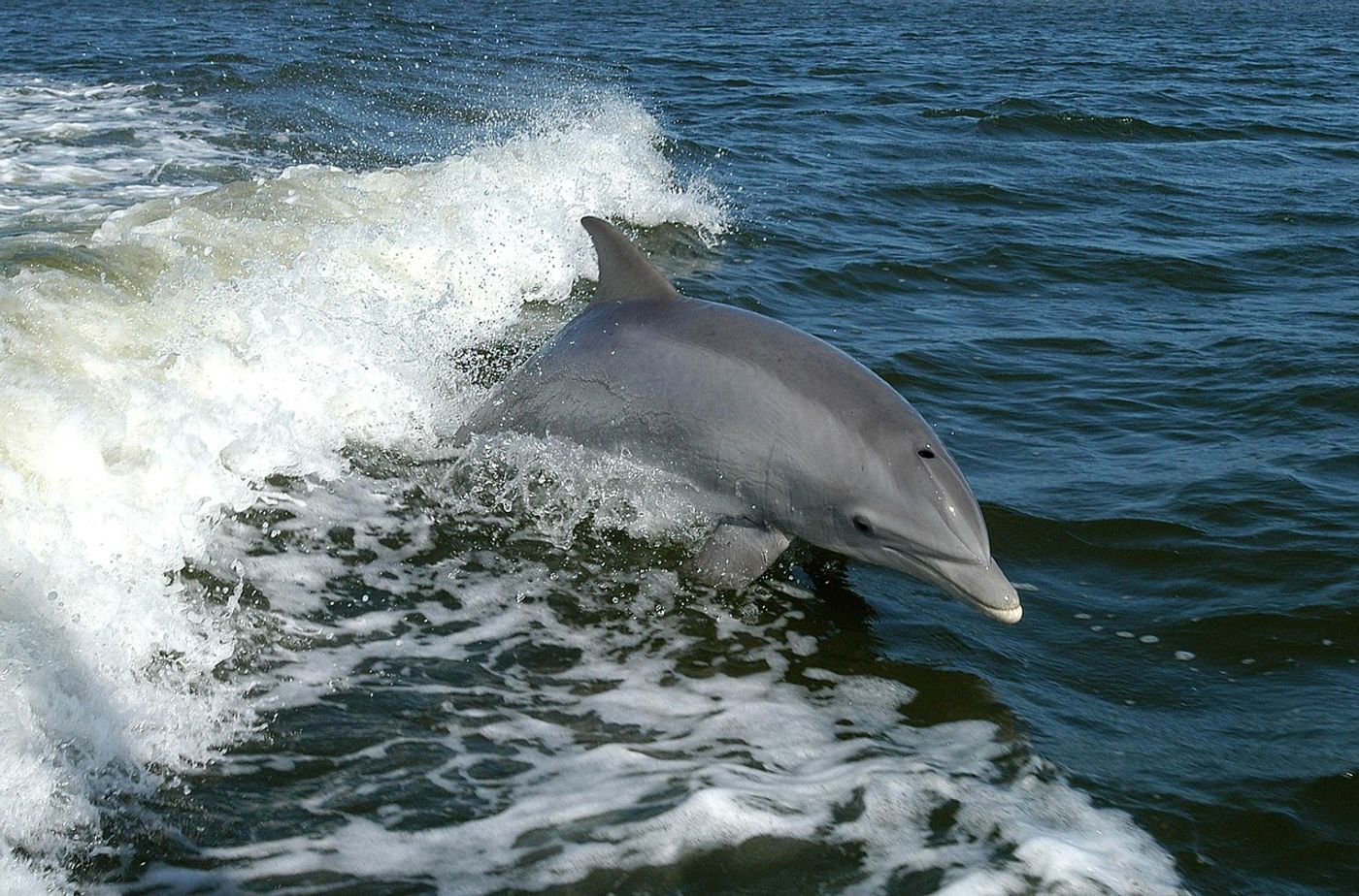 Researchers may now understand why offshore bottlenose dolphins dive so much deeper than the coastal variety.