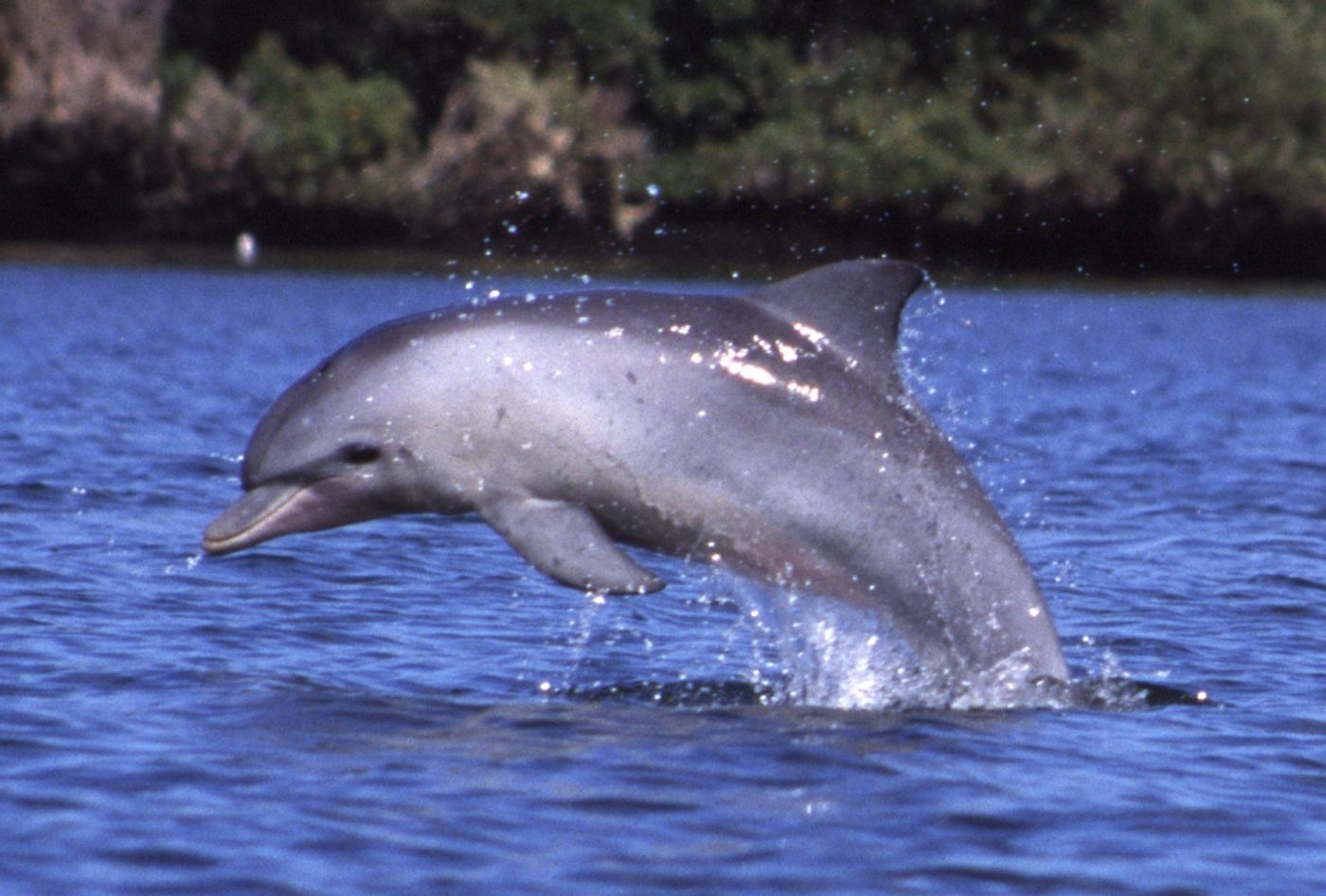 This bottlenose dolphin might suffer from Alzheimer's one day / Image credit: Wikimedia Commons/ Aude Steiner