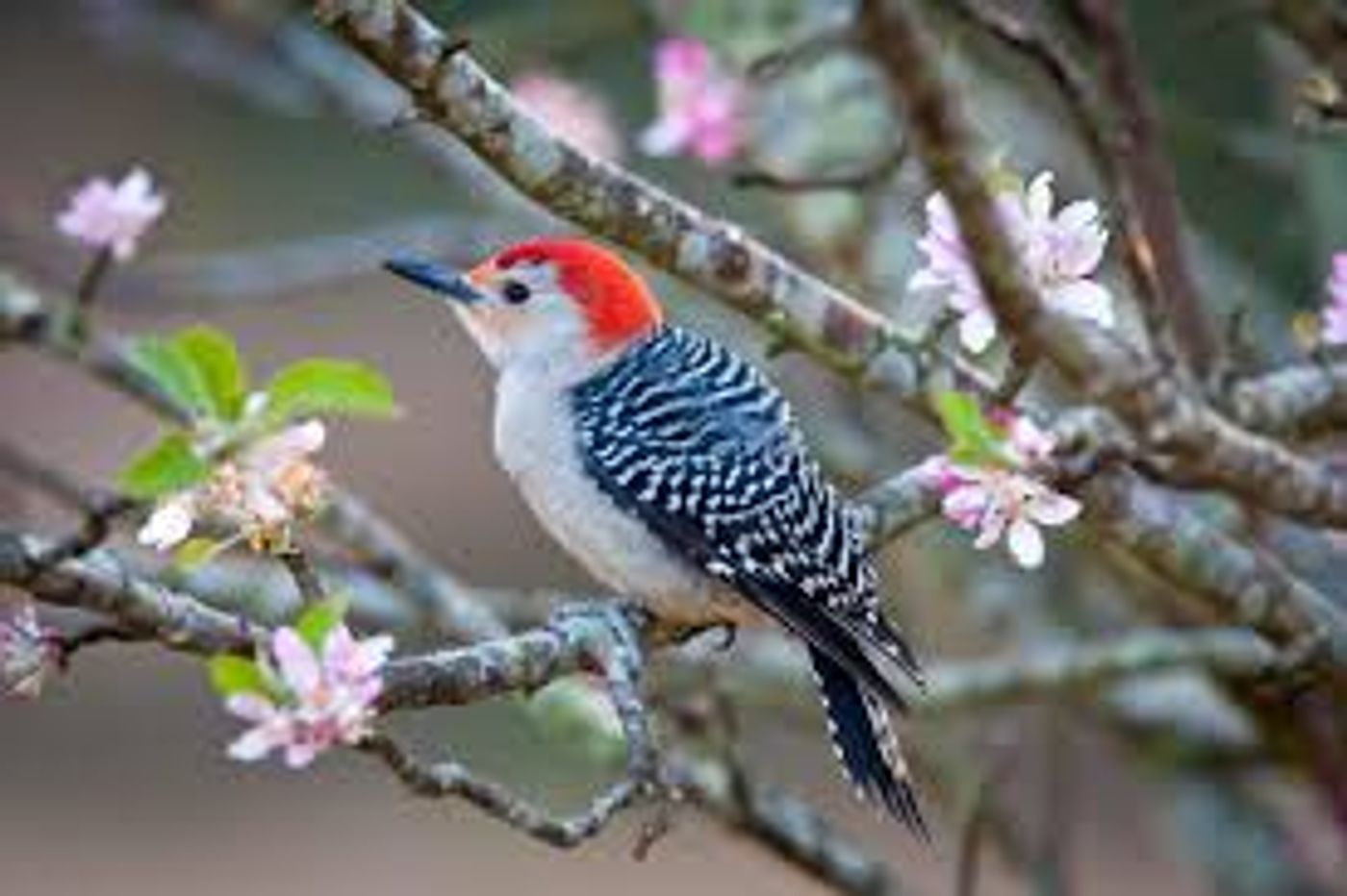 The Red-bellied woodpecker's name deceives it, as there is not actually much red on its breast