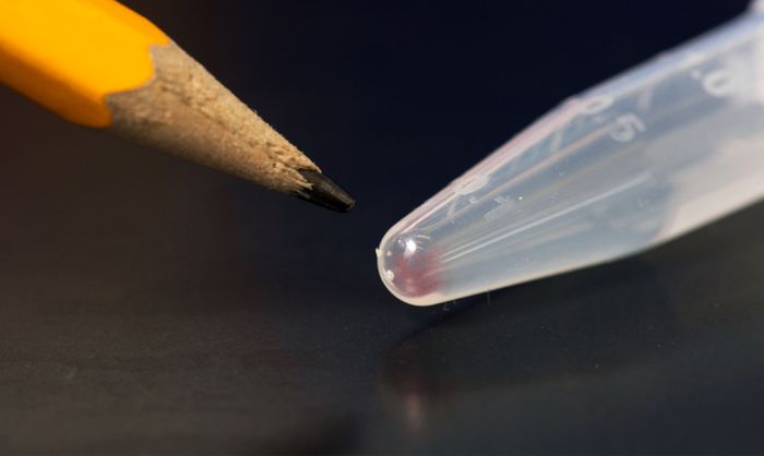 All the movies, images, emails, and other digital data from more than 600 basic smartphones (10,000 gigabytes) can be stored in the faint pink smear of DNA at the end of this test tube.