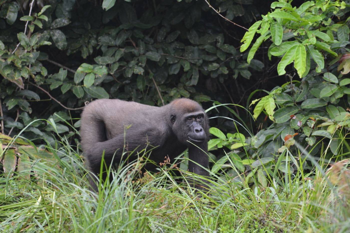 Sosa, a 12-year-old blackback gorilla, has been shot and killed in protected parts of Central Africa by poachers.