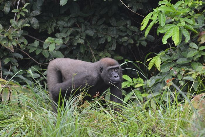 Habituated Gorilla Reportedly Killed By Poachers Plants And Animals