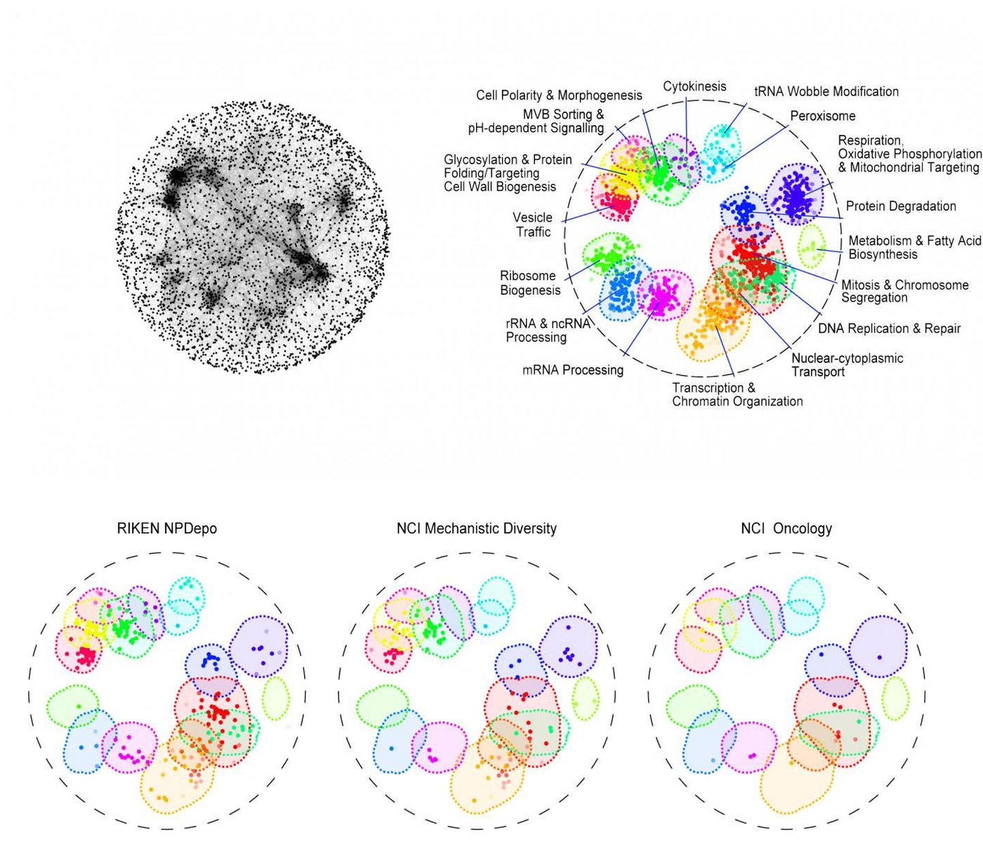 The top map (left) shows how thousands of genes interacts in yeast cells to orchestrate cellular life. On the right are shown 17 basic bioprocesses in different colours where dots represent the most important genes involved. The bottom maps were created by linking a chemical compound to a bioprocess, telling drug makers where to look for drugs that are most likely to target a specific disease. For example, the RIKEN library has more potential anti-cancer compounds (under "Mitosis and Chromosome Segregation" in red and "DNA Replication & Repair" in mint green) than other libraries. / Credit: Jeff Piotrowski