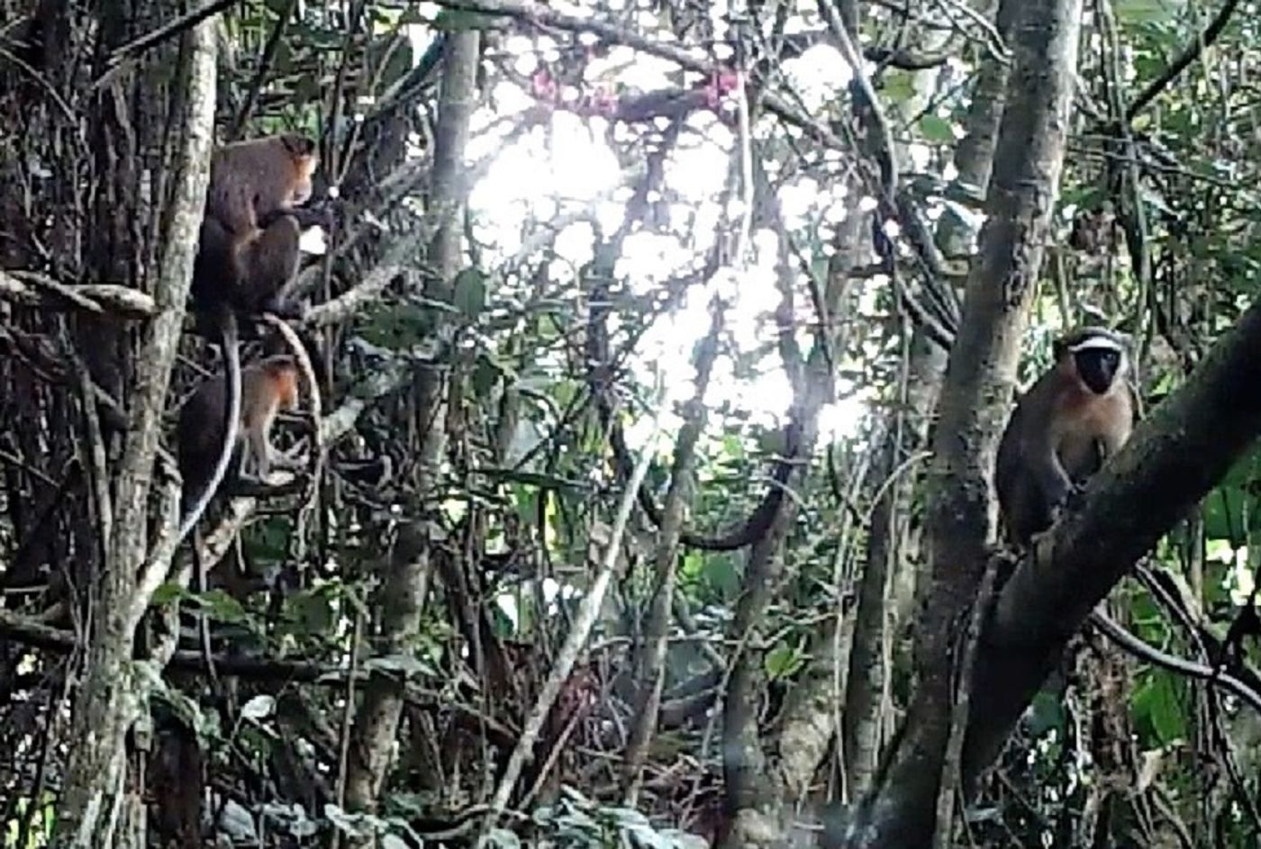 The Dryas Monkey was captured in rare footage thanks to a project being conducted in the Democratic Republic of Congo by Florida Atlantic University.