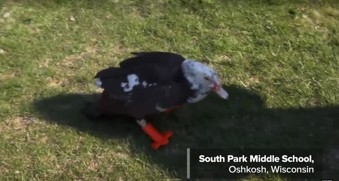 Phillip the duck gets a new set of legs thanks to the 3D printing industry.