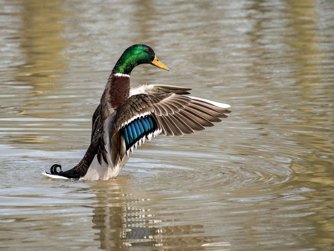 mallard ducks landing