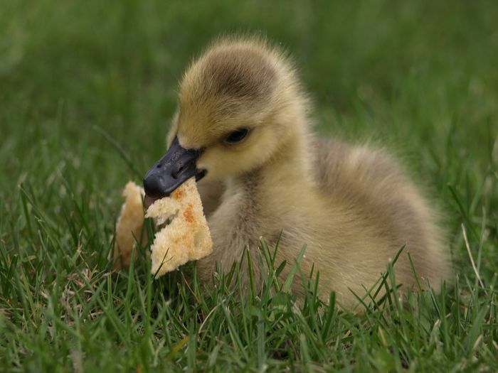 Feeding ducks stale white bread is a bad idea.