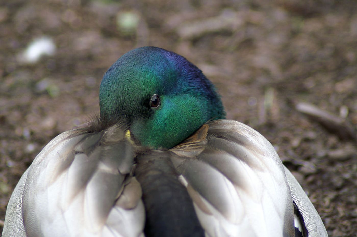 A duck tries to keep its bill warm by tucking it underneath its feathers to preserve body heat.
