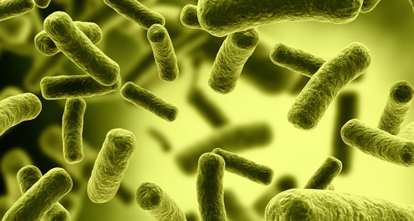 Researchers engineered E. coli to sense inflammation.