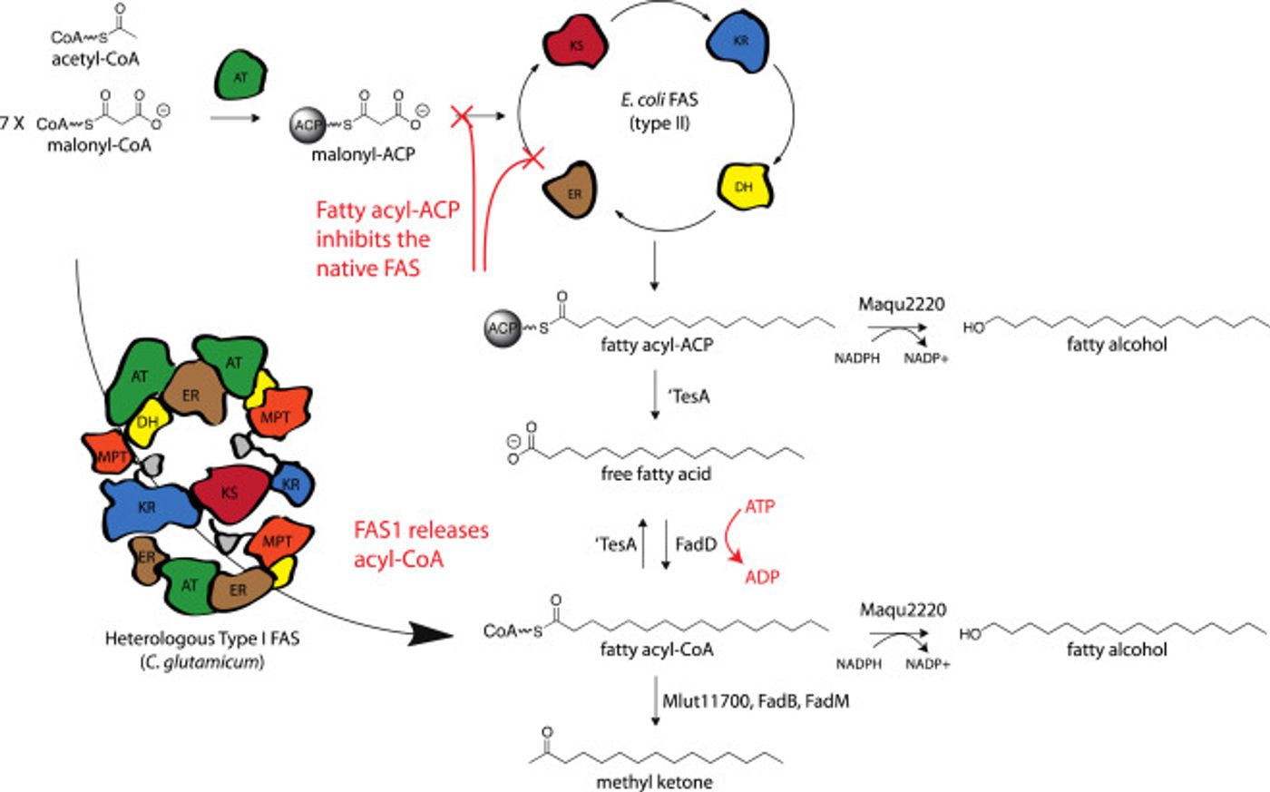 Alternative acyl-CoA production pathways / Credit: Metabolic Engineering: 