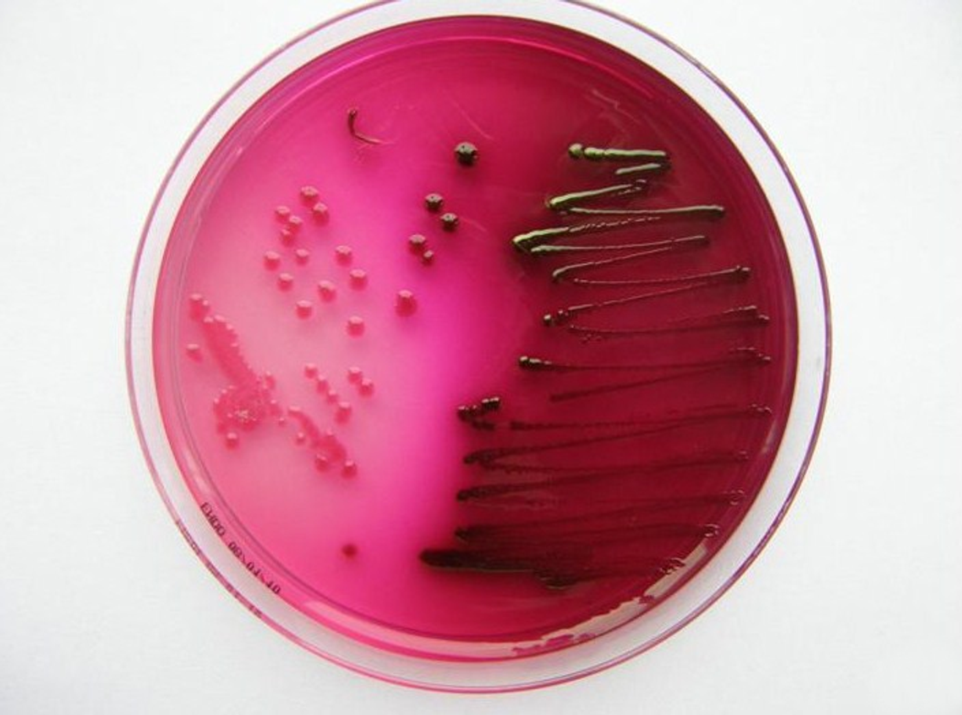 Escherichia coli, a bacterial strain used in this study. / Image credit: Wikimedia Commons/LenkaM