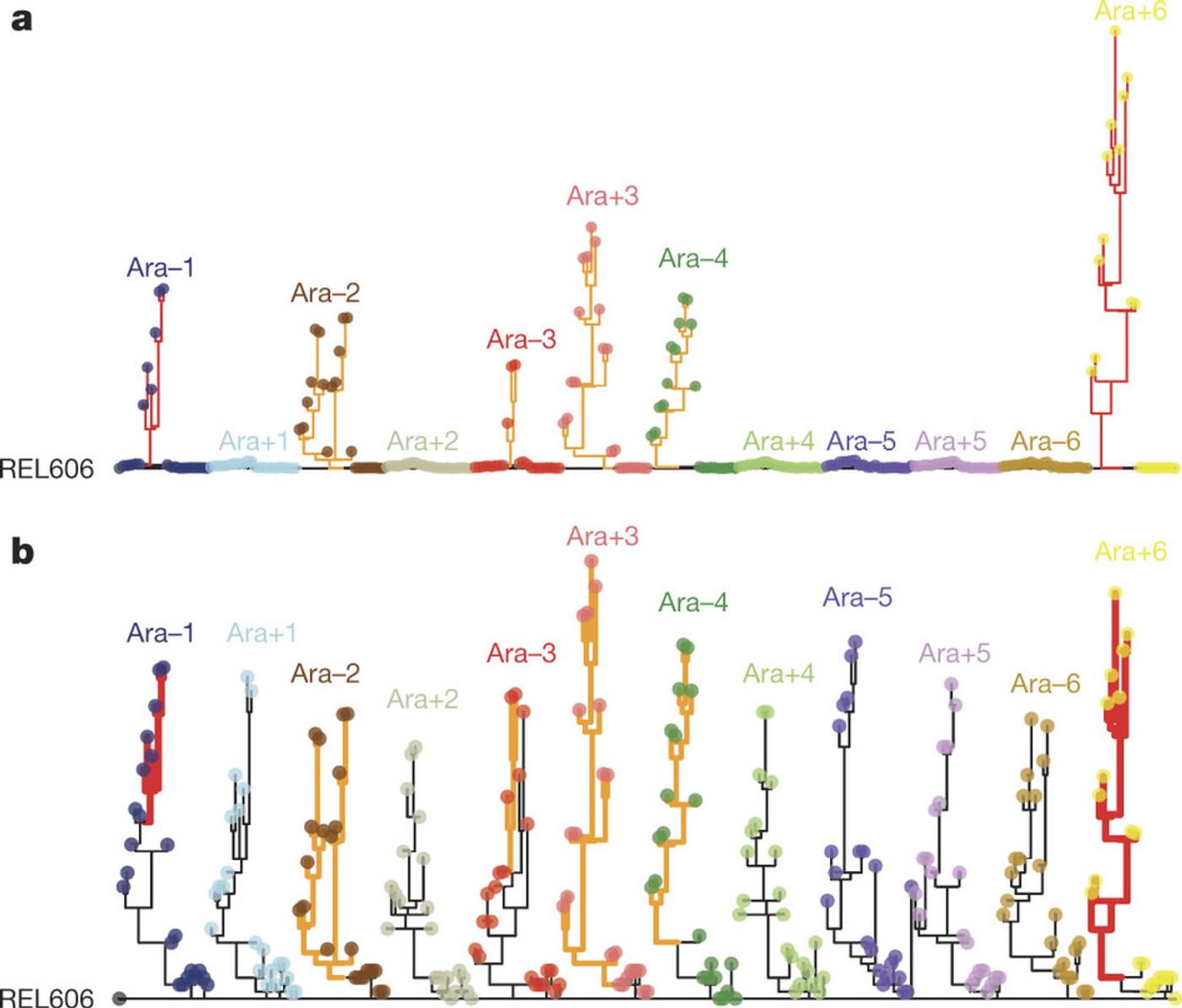 a) Phylogenies for 22 genomes from each population, based on point mutations. b) The same trees, except branches are rescaled as follows: branches for lineages with mismatch-repair defects are orange and shortened by a factor of 25; branches for mutT mutators are red and shortened by a factor of 50. Strain REL606 (on the left) is the ancestor. No early mutations are shared between any populations, confirming their independent evolution. Most populations have multiple basal lineages that reflect early diversification and extinction; some have deeply divergent lineages with sustained persistence, most notably Ara?2. / Credit: Nature Tenaillon et al