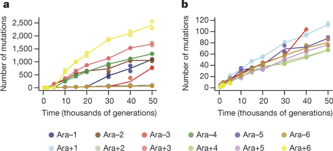 a) Total mutations in each population. b) Total mutations rescaled to reveal the trajectories for the six populations that did not become hypermutable for point mutations, and for the other six before they evolved hypermutability. Each symbol shows a sequenced genome; some points are hidden behind others. Each line passes through the average of the genomes from the same population and generation. Credit: Nature Tenaillon et al 