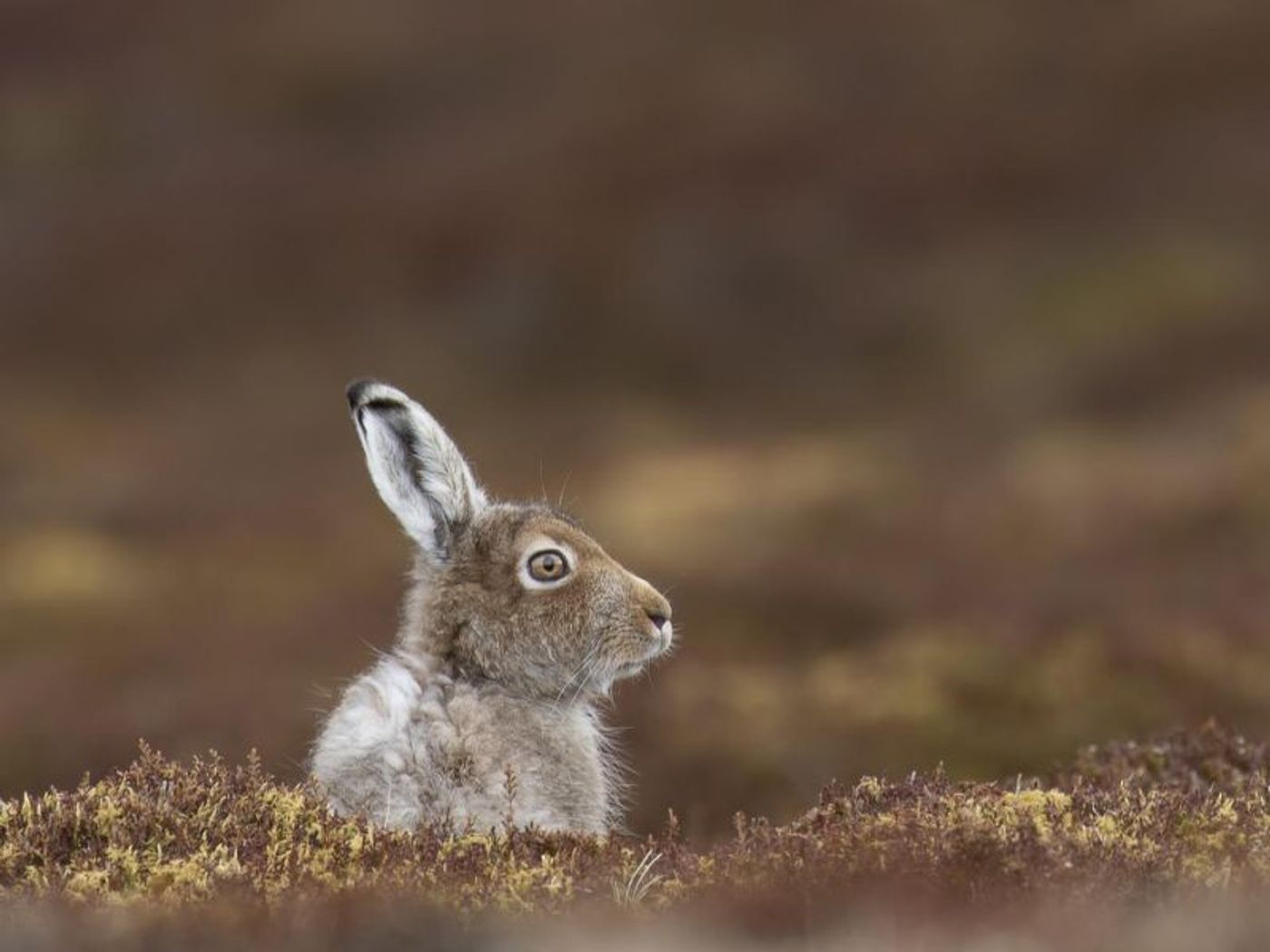 The humble Scottish Highlands-based mountain hare may be in trouble.