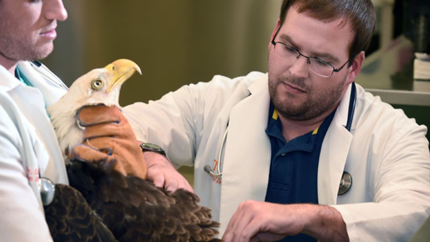 An injured bald eagle gets treated by a veterinarian. 
