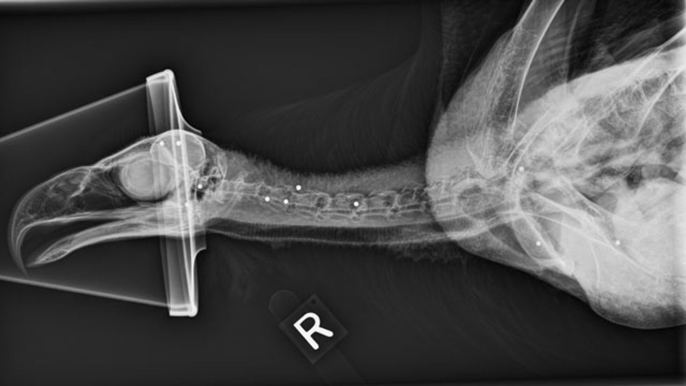 The X-ray showing the birdshot pellets in the bad eagle's body.