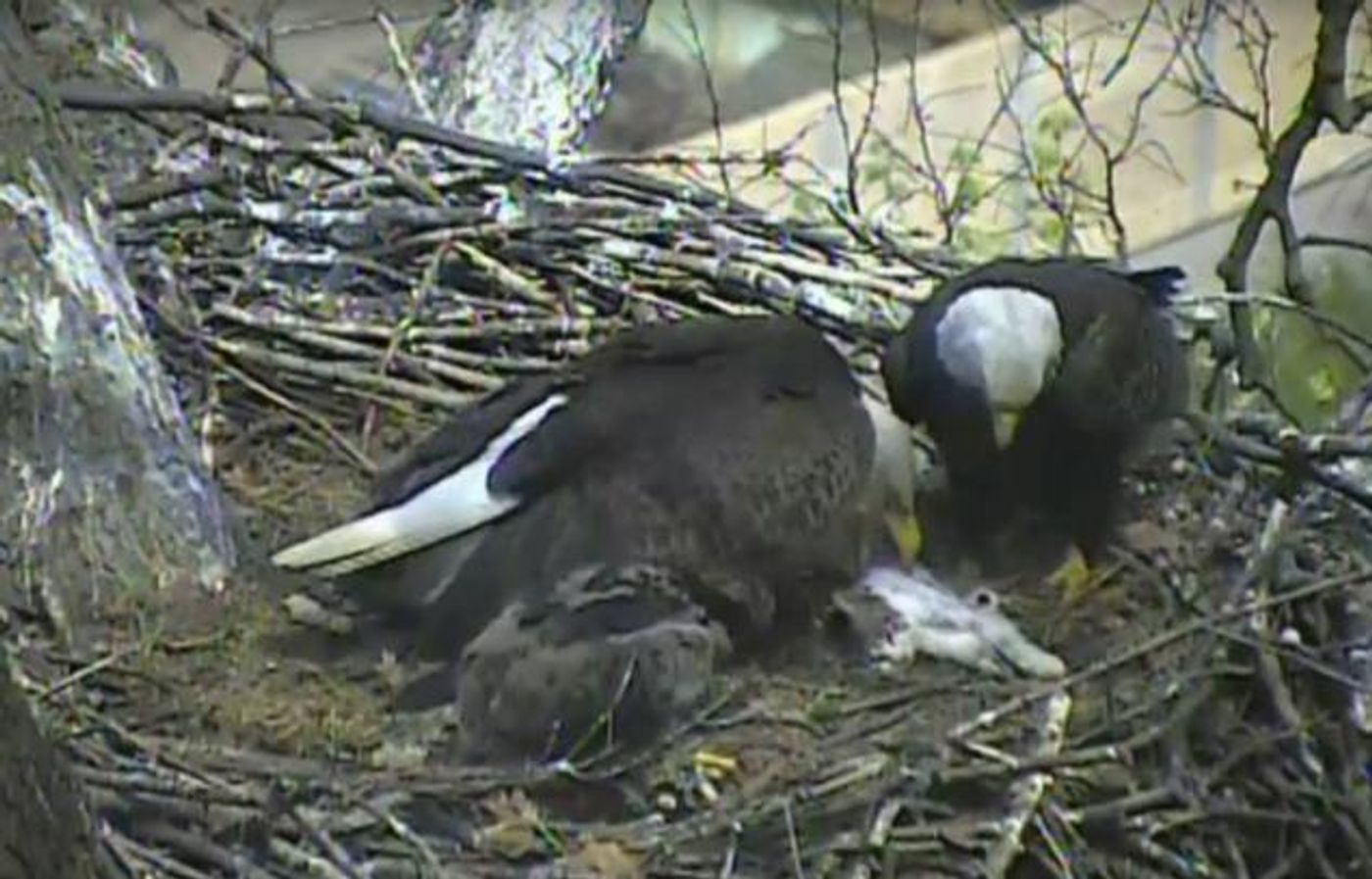 Two eagles on camera are seen feeding a cat to their younglings.