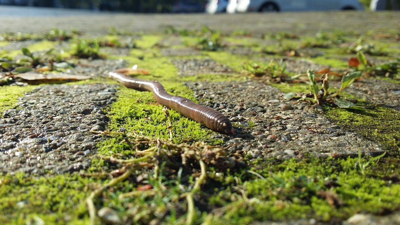 Earthworms are destroying Ohio's forests...