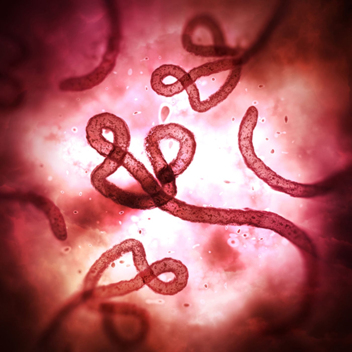 An illustration of Ebola virus