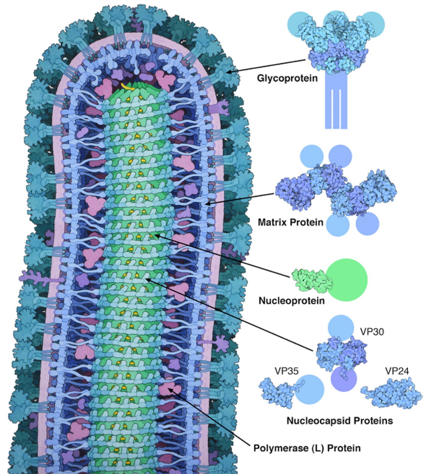 The Ebola virus, from Wikipedia Commons