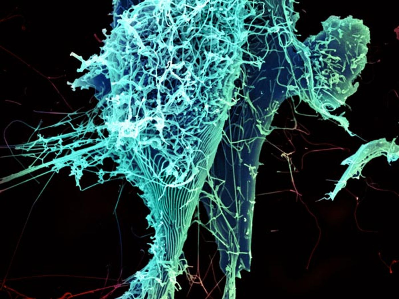 String-like Ebola virus peeling off an infected cell