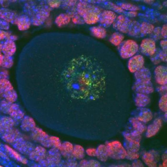 DNA inside cells shown in blue, epigenetic methylation in green and another epigenetic marker called acetylation shown in red. / Credit: Courtney Hanna, Babraham Institute