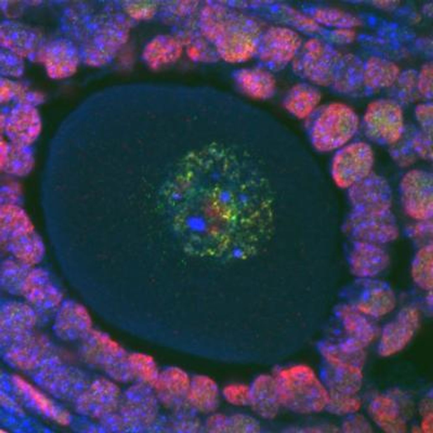 DNA inside cells shown in blue, epigenetic methylation in green and another epigenetic marker called acetylation shown in red. / Credit: Courtney Hanna, Babraham Institute