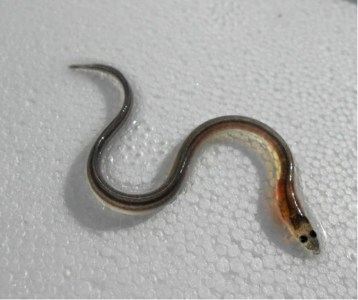 A picture of one of the juvenile eels that was subjected to magnetic field testing.