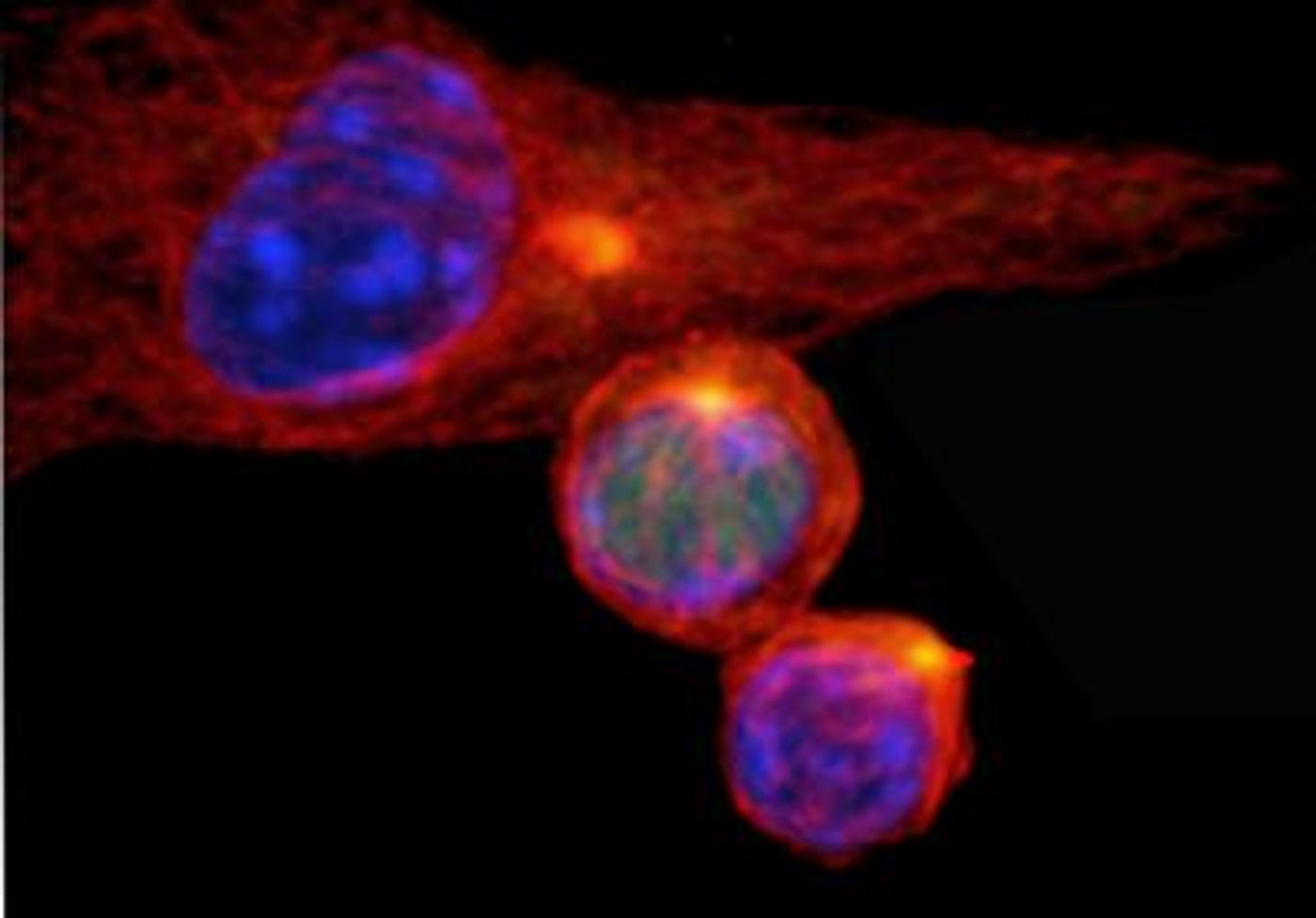 T cells fate is influenced by the expression c-Myc protein (green)