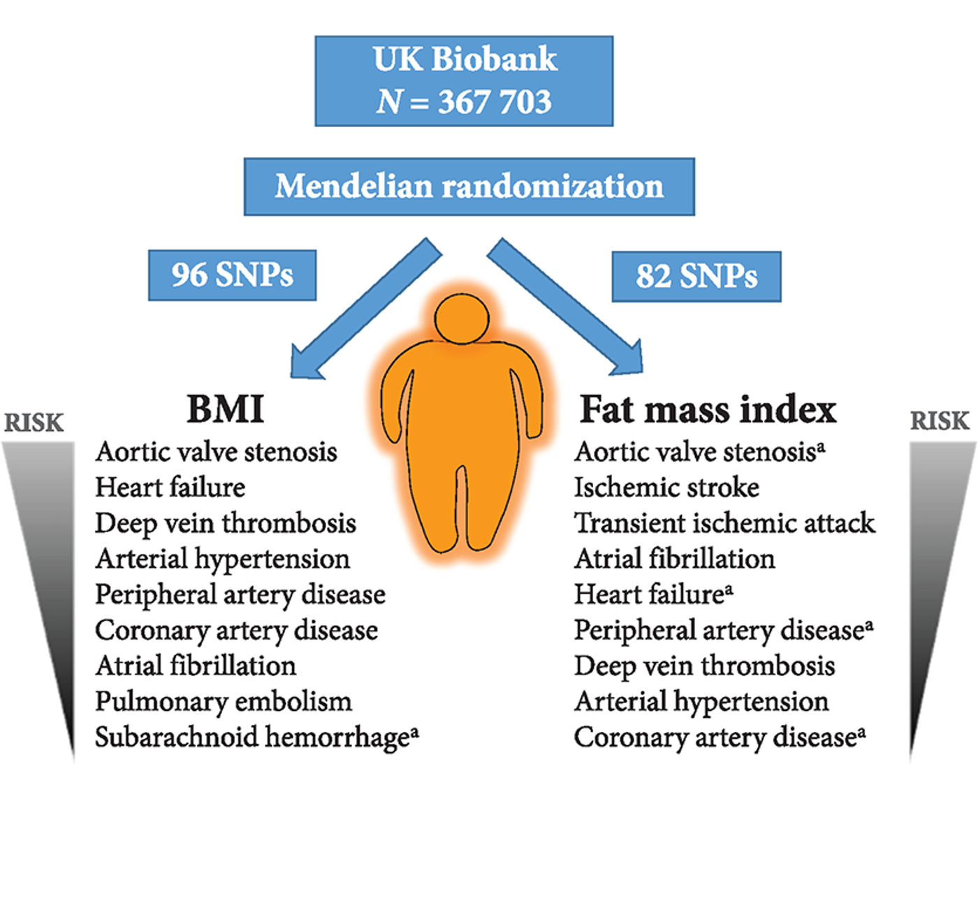 Image via European Heart Journal: Observed associations of BMI and fat mass index with cardiovascular conditions in UK Biobank. aSignificant association at the P < 0.05 level; all other associations are significant at a Bonferroni threshold of P < 3.6 × 10−3 (corrected for 14 outcomes).