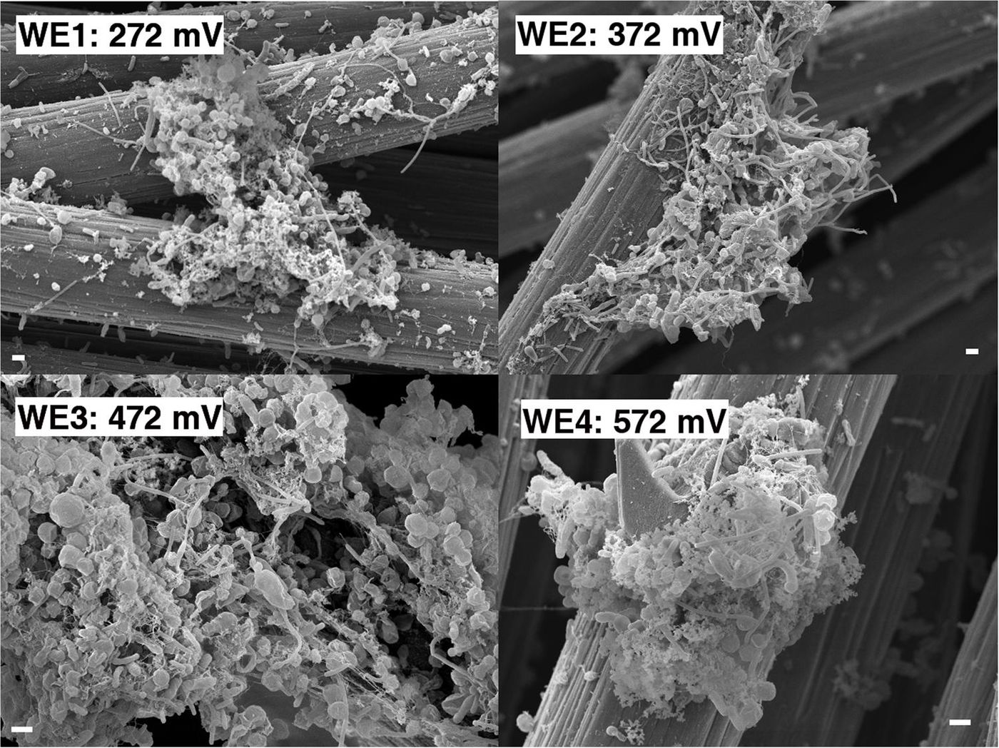 From Frontiers in Microbiology, electrodes can be used to attract microbes that consume electrons. This is a scanning electron microscopy image of such an electrode with its associated biomass (1 ?m scale bar).