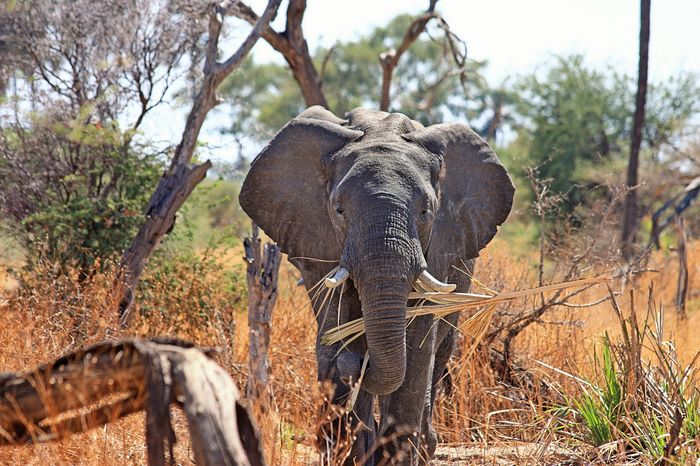 Poachers are relentless when it comes to elephants, but a relocation project is underway that will move several of the creatures from a densely-populated area of Malawi to one where elephant populations are lower than desired.