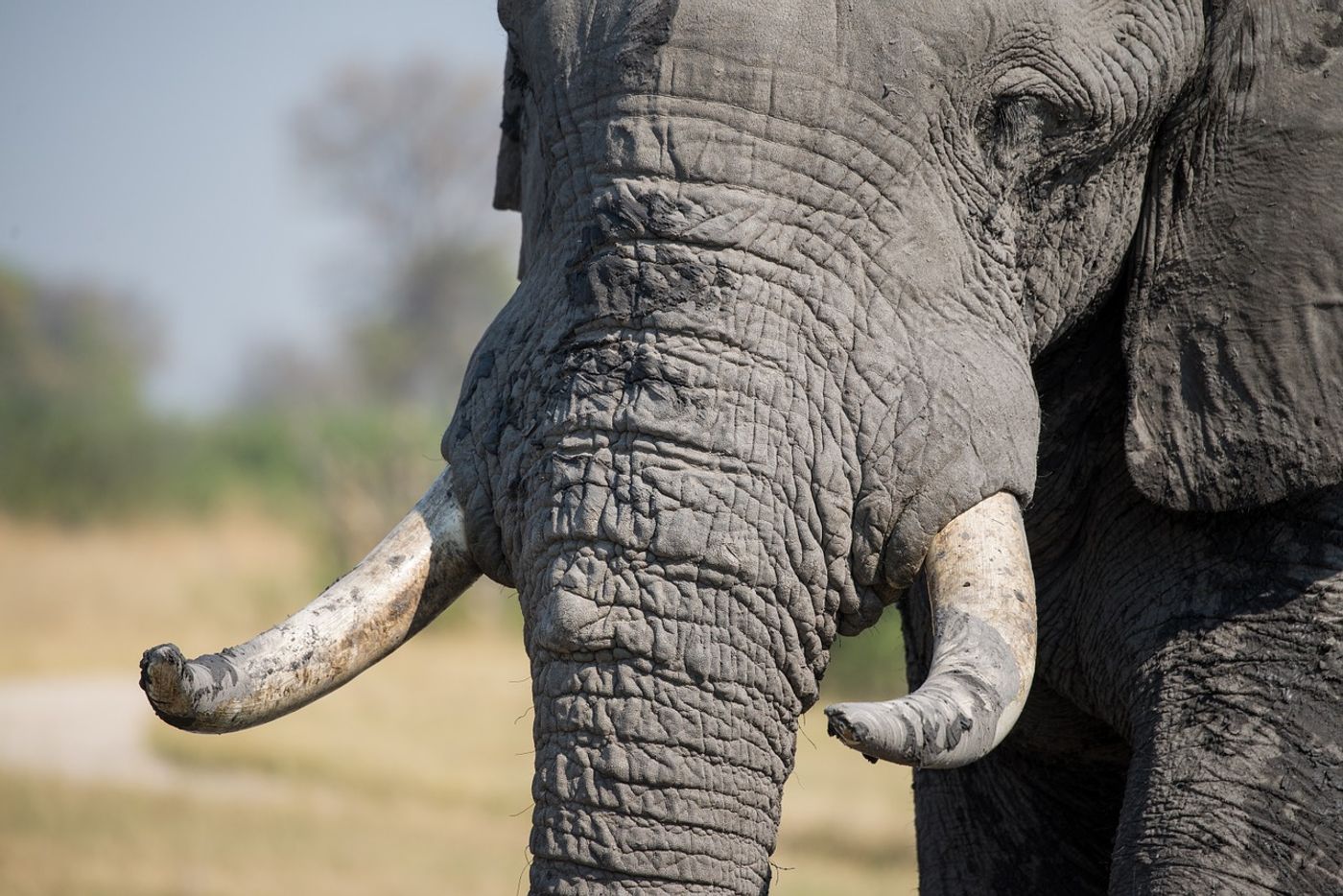 Elephants have long been killed for their ivory tusks, but a new upcoming law in Hong Kong could help change that.