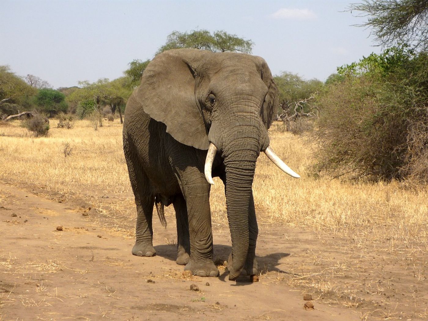 An elephant walking along a dirt road.