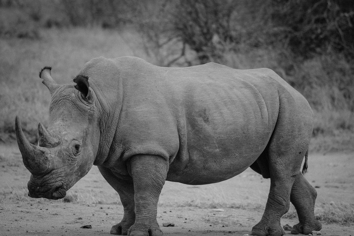 Very few rhinos actually exist in the wild, outside of protected areas.