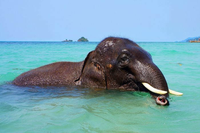 Elephants are known for swimming, but this one happened to get a little bit carried away. (Note: The elephant pictured differs from the elephant that was rescued)