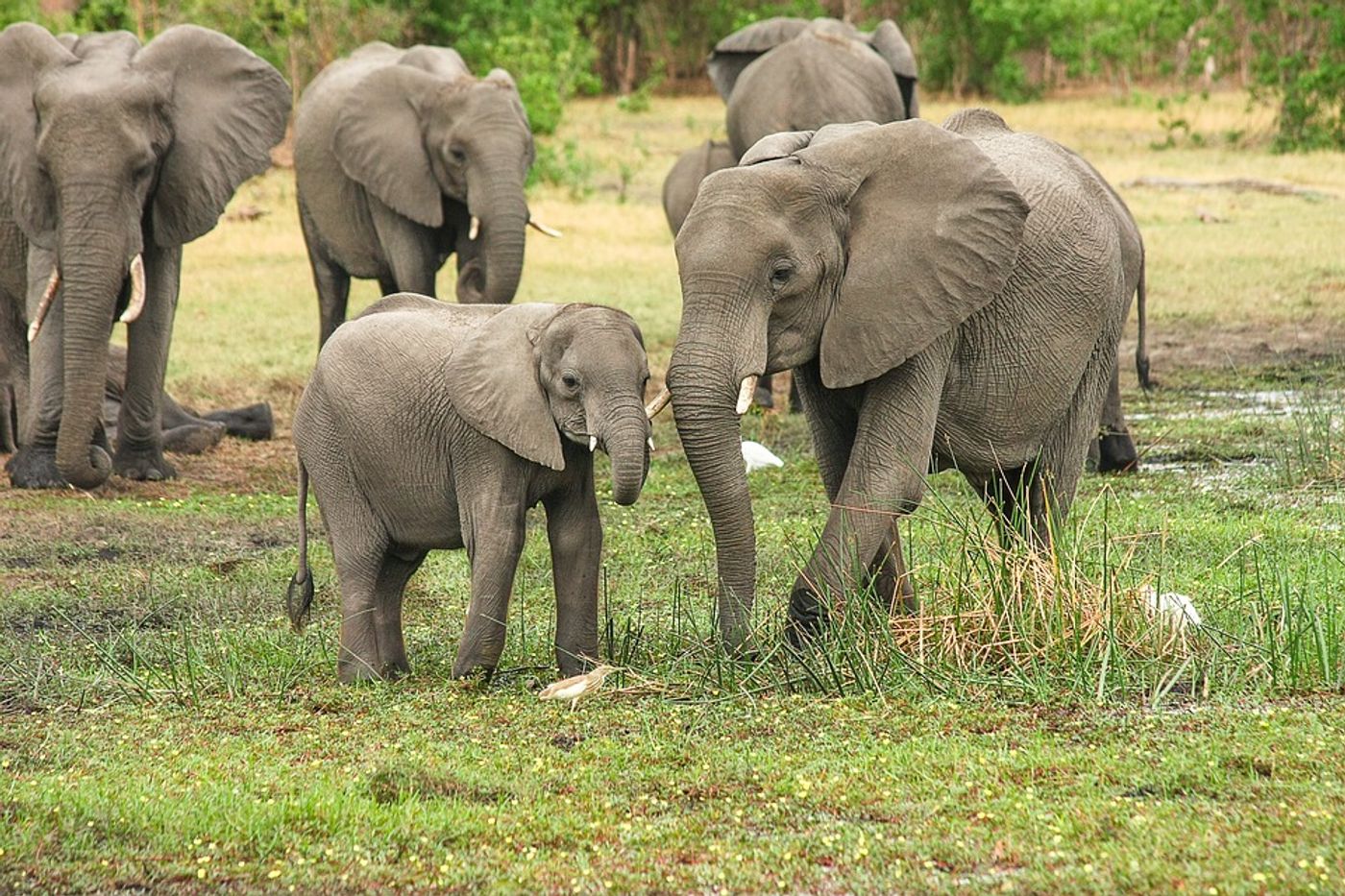 New research suggests high numbers of tourists are stressing elephants out. Photo: Pixabay