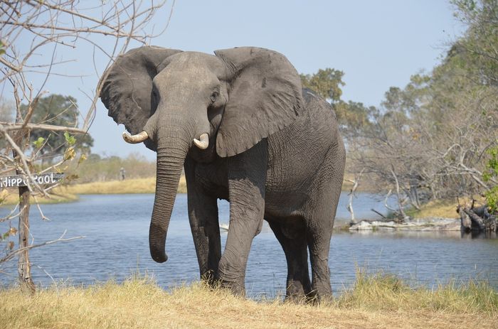 Poachers target elephants because their tusks can be worth a lot of money on the black market.