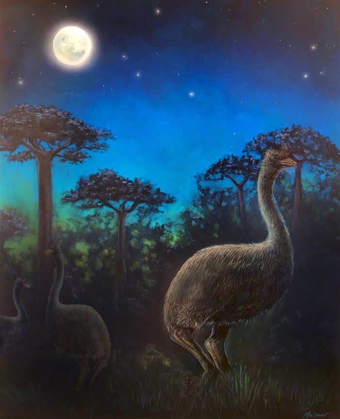 An artist's rendition of the now-extinct elephant bird.