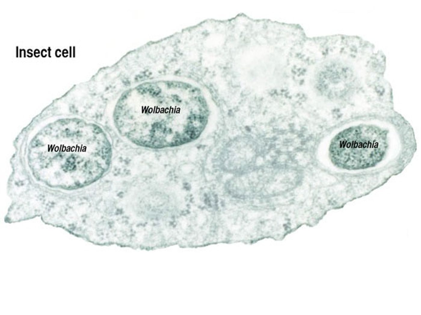 Wolbachia are intracellular parasites.