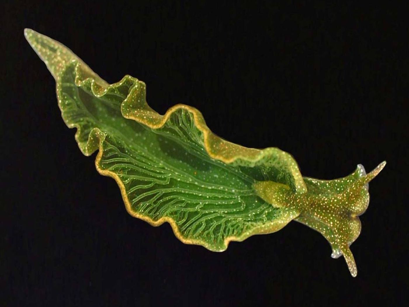 This sea slug steals chloroplasts from algae.