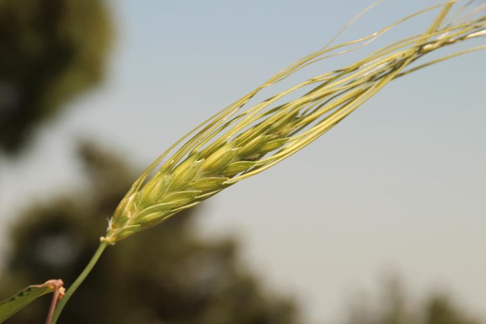 Wild Emmer wheat / Credit: © Energin .R Technologies 2009 LTD. (NRGENE)