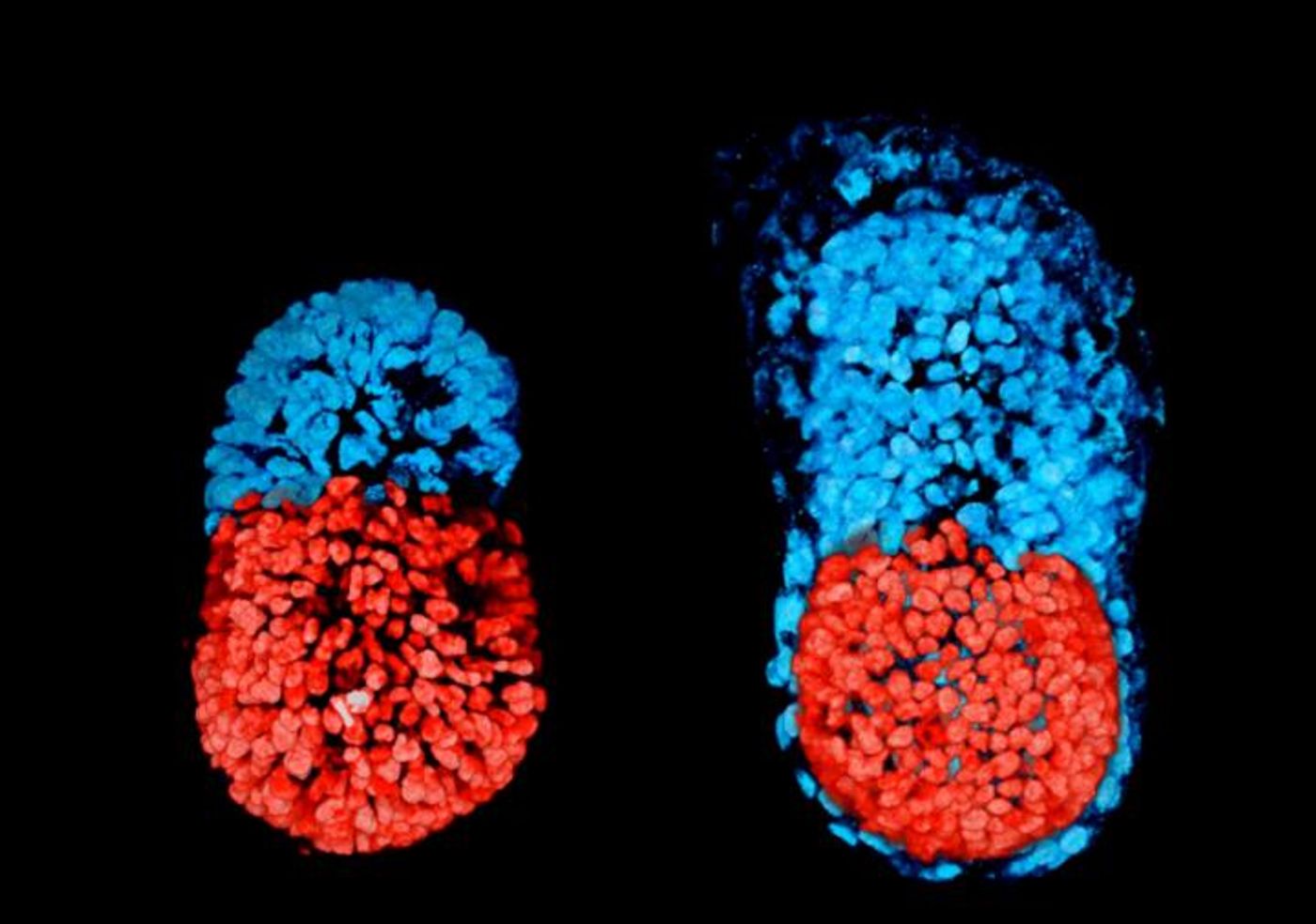 This image shows stem cell-modeled mouse embryo at 96 hours (left); Mouse embryo cultured in vitro for 48 hours from the blastocyst stage (right). The red part is embryonic and the blue extra-embryonic. / Credit: Sarah Harrison and Gaelle Recher, Zernicka-Goetz Lab, University of Cambridge