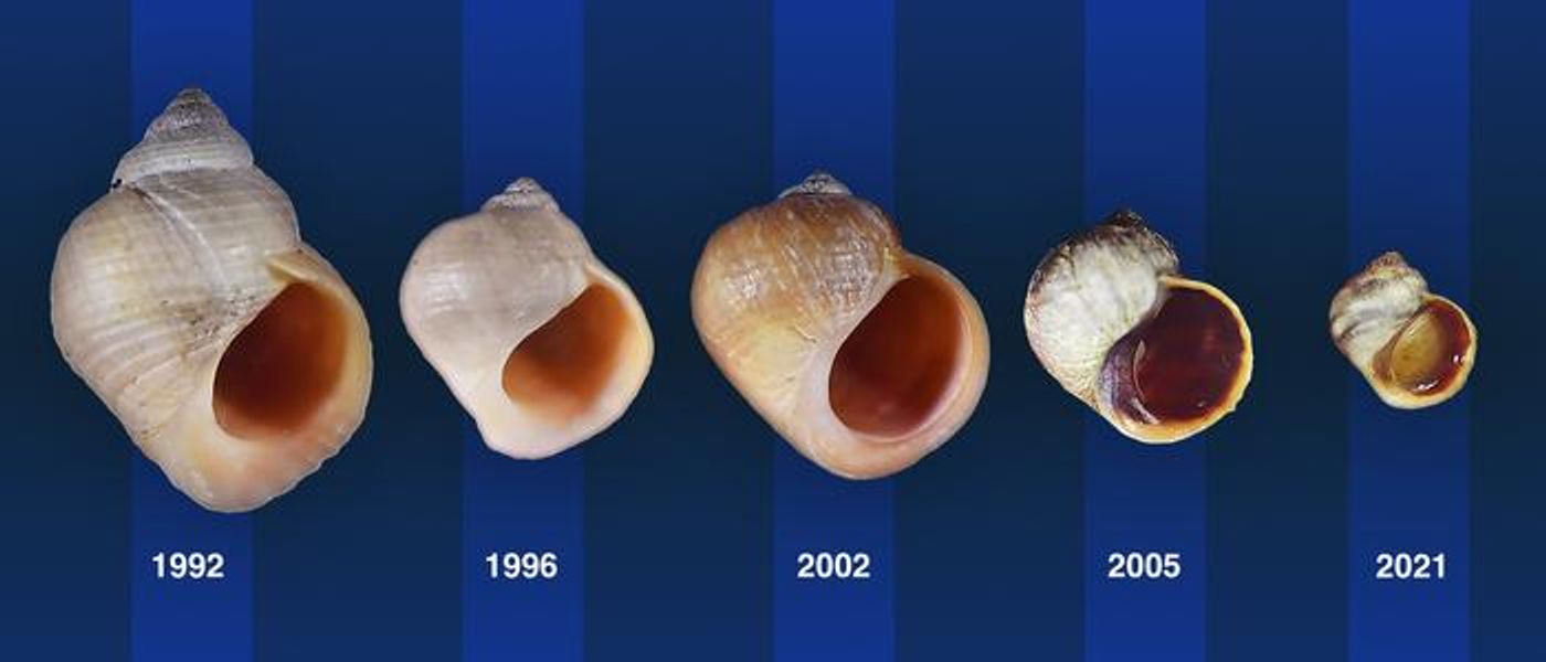 Crab-ecotype snails (1992) evolved to strikingly resemble the lost Wave-ecotype snails on a skerry.  Credit  ISTA, images by Kerstin Johannesson