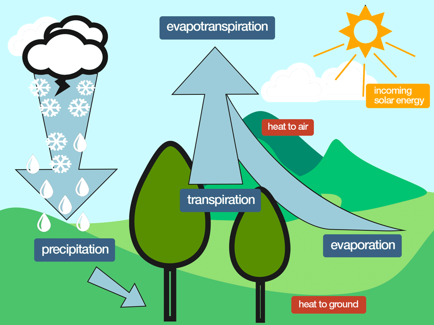 Evapotranspiration from trees may help reduce air temperatures.