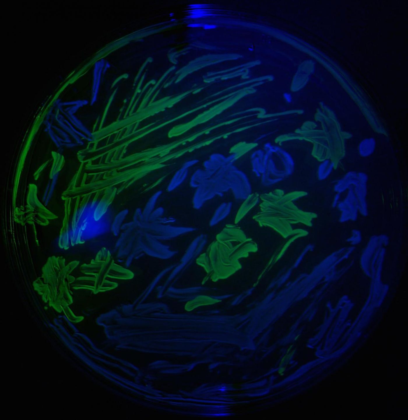 These are two types of lab E. coli smeared across an agar plate. The green ones are drug resistant and the blue ones are not. / Credit: The University of Exeter