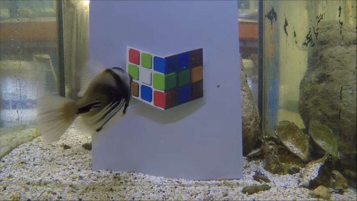 Lagoon triggerfish can easily be tricked by color shading optical illusions, just like people.
